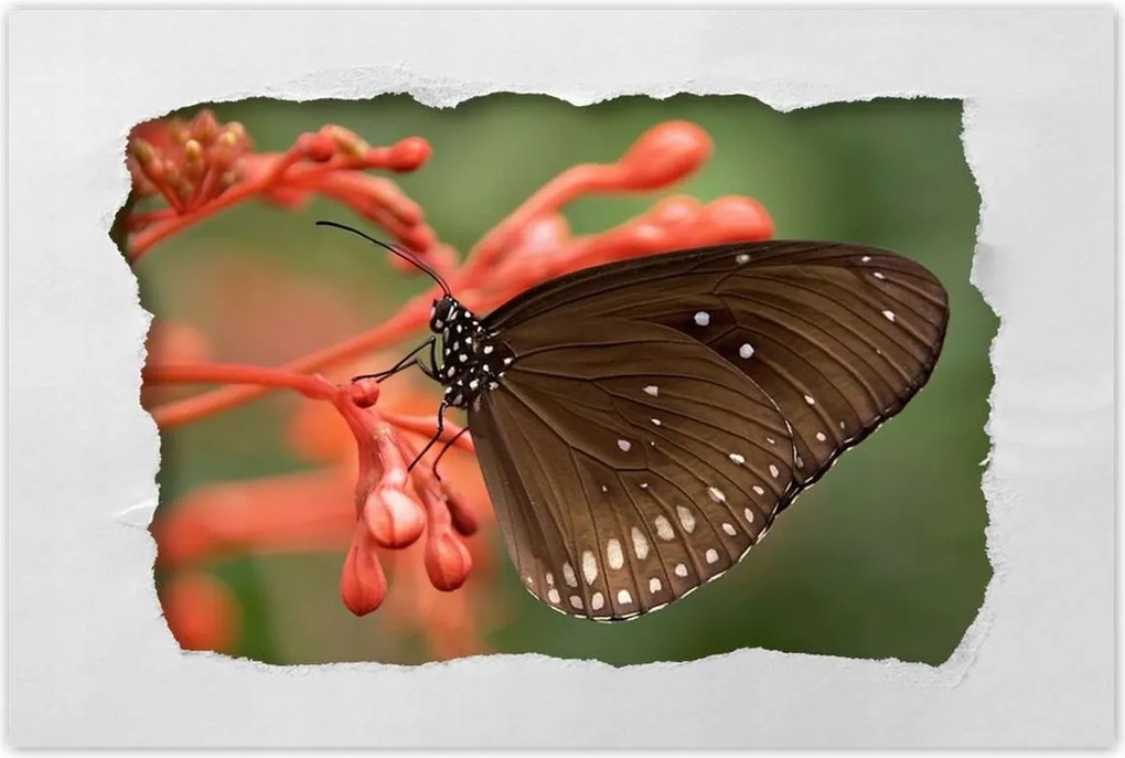 Poszterek 120x80 Barna pillangó
