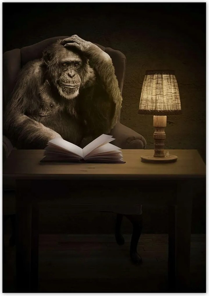 Poszterek 70x100 Csimpánz Mit csomagolok?