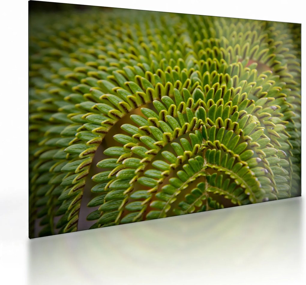 Üveg kép - Fern (70x50 cm)