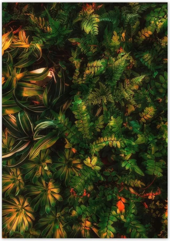 Poszterek 70x100 Trópusi levelek Levelek