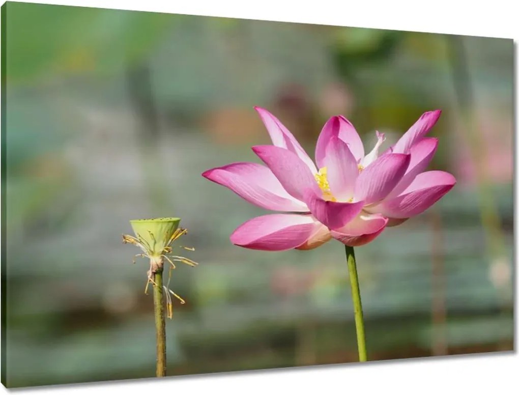 Vászonkép 90x60 Kalapos madár Tájkép Kilátás