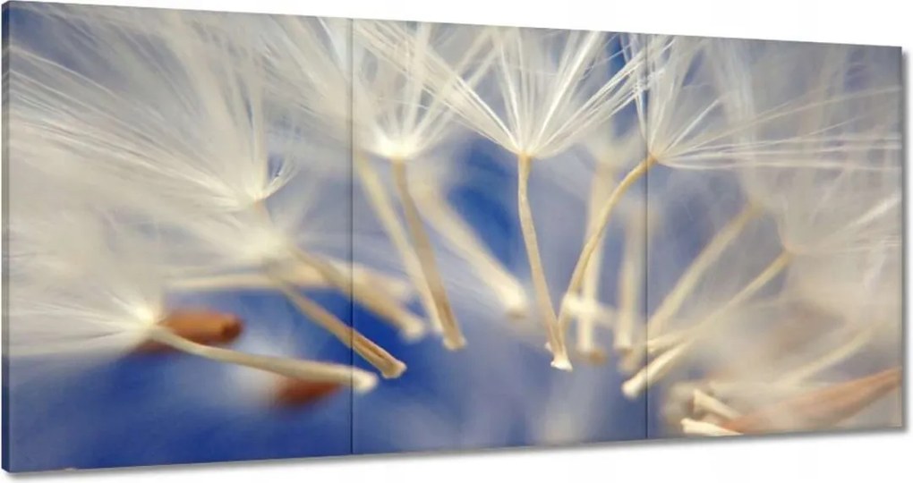 Vászonkép 120x60 Pitypang Virág Virágok