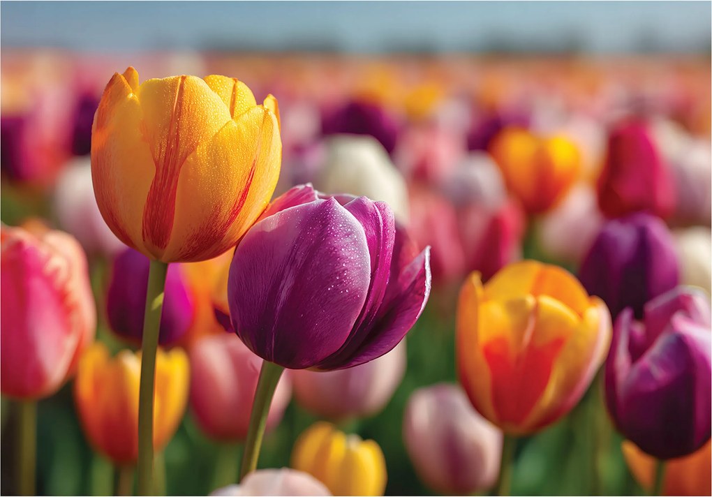 Fotótapéta Virágok Tulipánok Természet Hálószoba Nappali Tapéta Flizelina 300x210