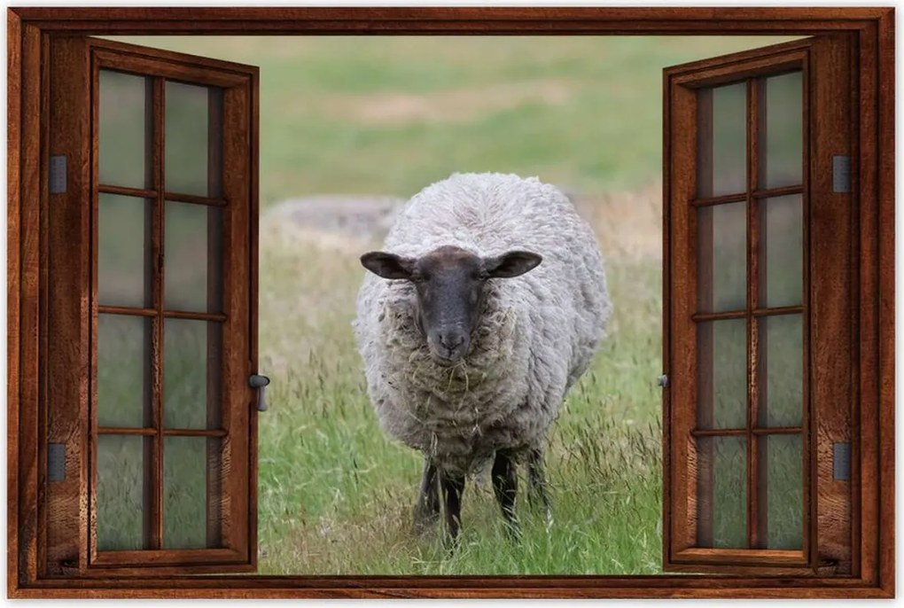 Poszterek 60x40 Juh legeltetés Bárányok