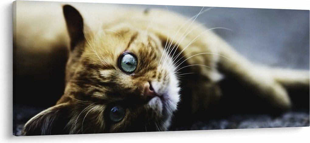 Macska képe (120x50 cm)
