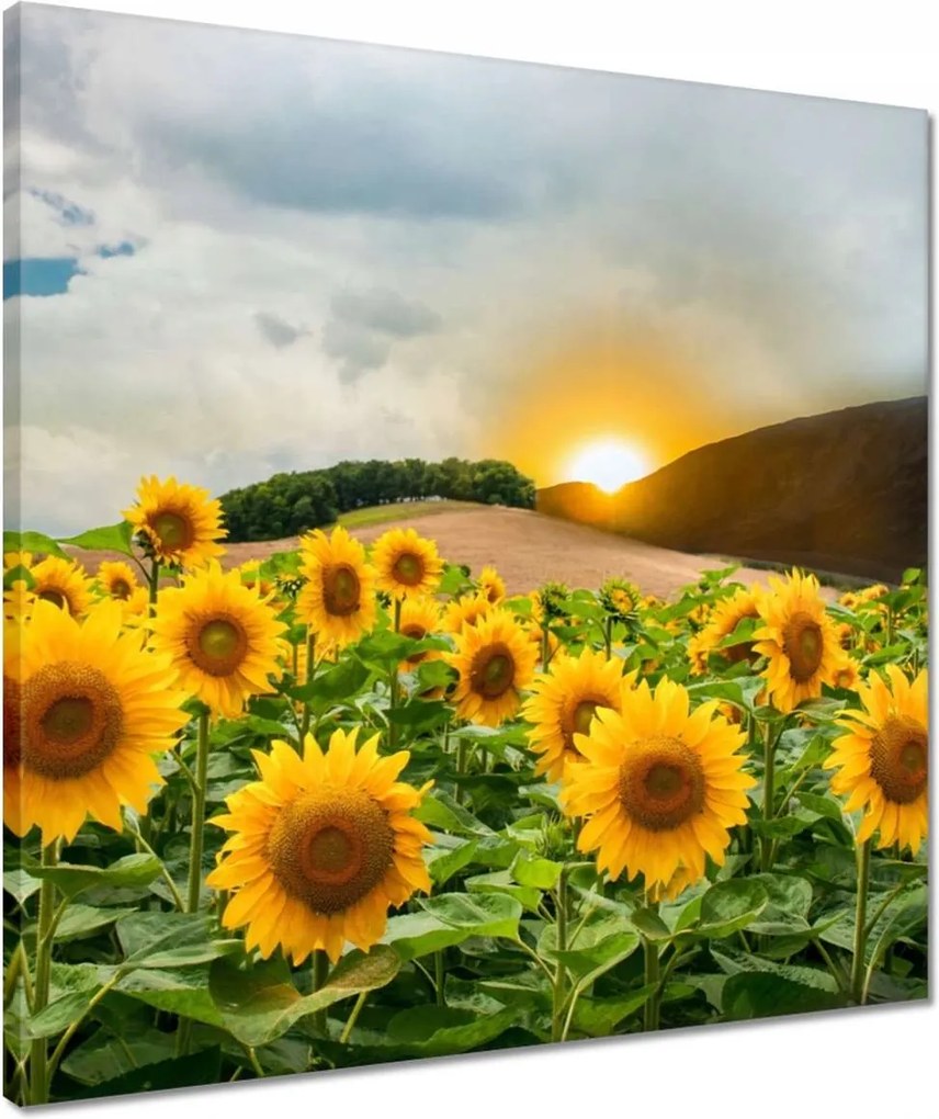 Vászonkép 50x50 Tájkép Napraforgók