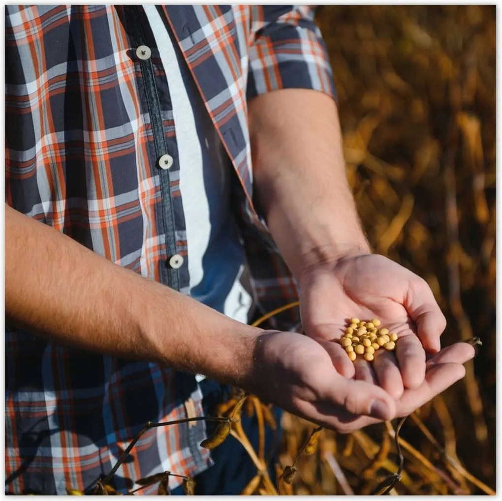 Poszterek 140x140 Egy marék mustármag