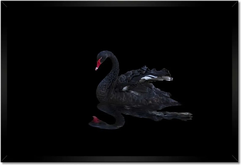 Poszterek keretben 60x40 Gyönyörű fekete hattyú