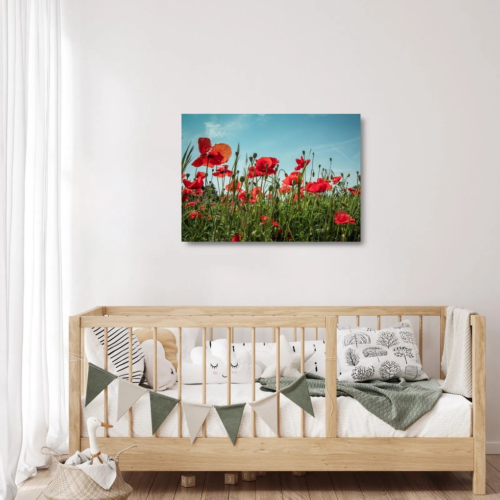 Kép - Pipacsos mező (üvegen) (70x50 cm)