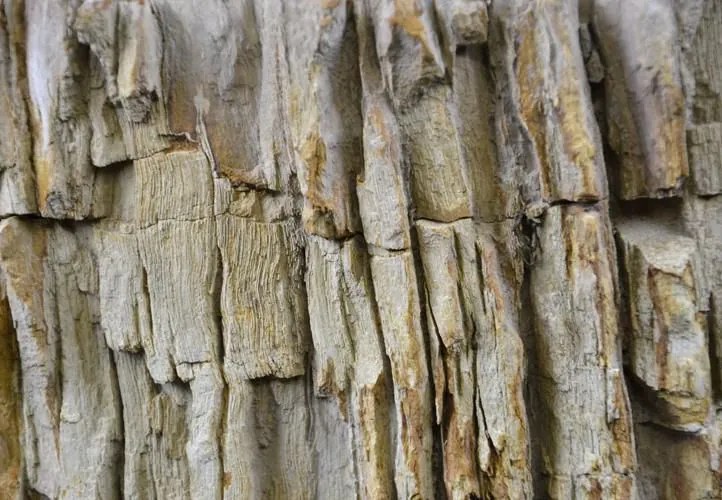 Mosdókagyló megkövesedett fa DIVERO FOSSIL Ø35