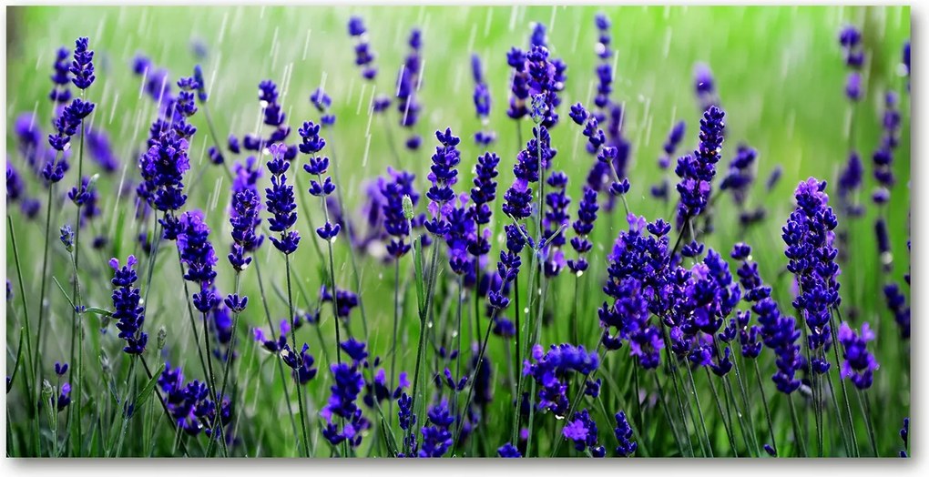 Üvegpanel konyhába Levendula 120x60 cm Ragasztó