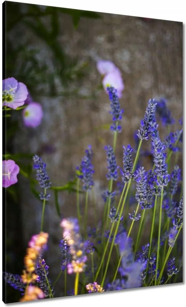 Vászonkép 70x100 Levendula