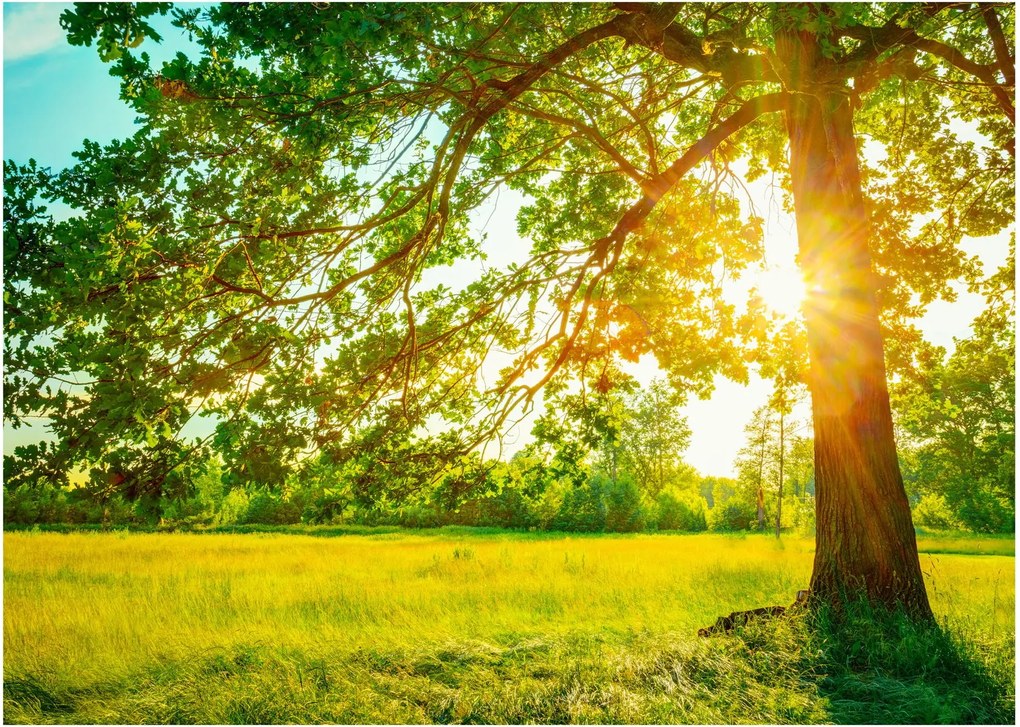 Kép - Sunny Forest (70x50 cm)