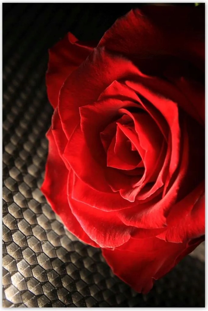 Poszterek 80x120 Vörös rózsa levelekkel