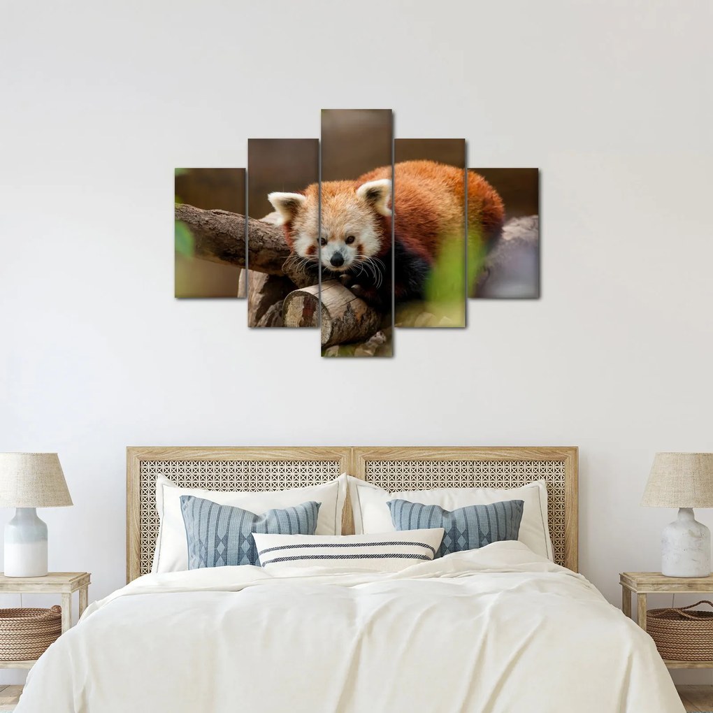 Vörös panda képe (150x105 cm)