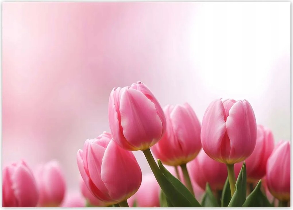 Poszterek 70x50 Rózsaszín tulipánok