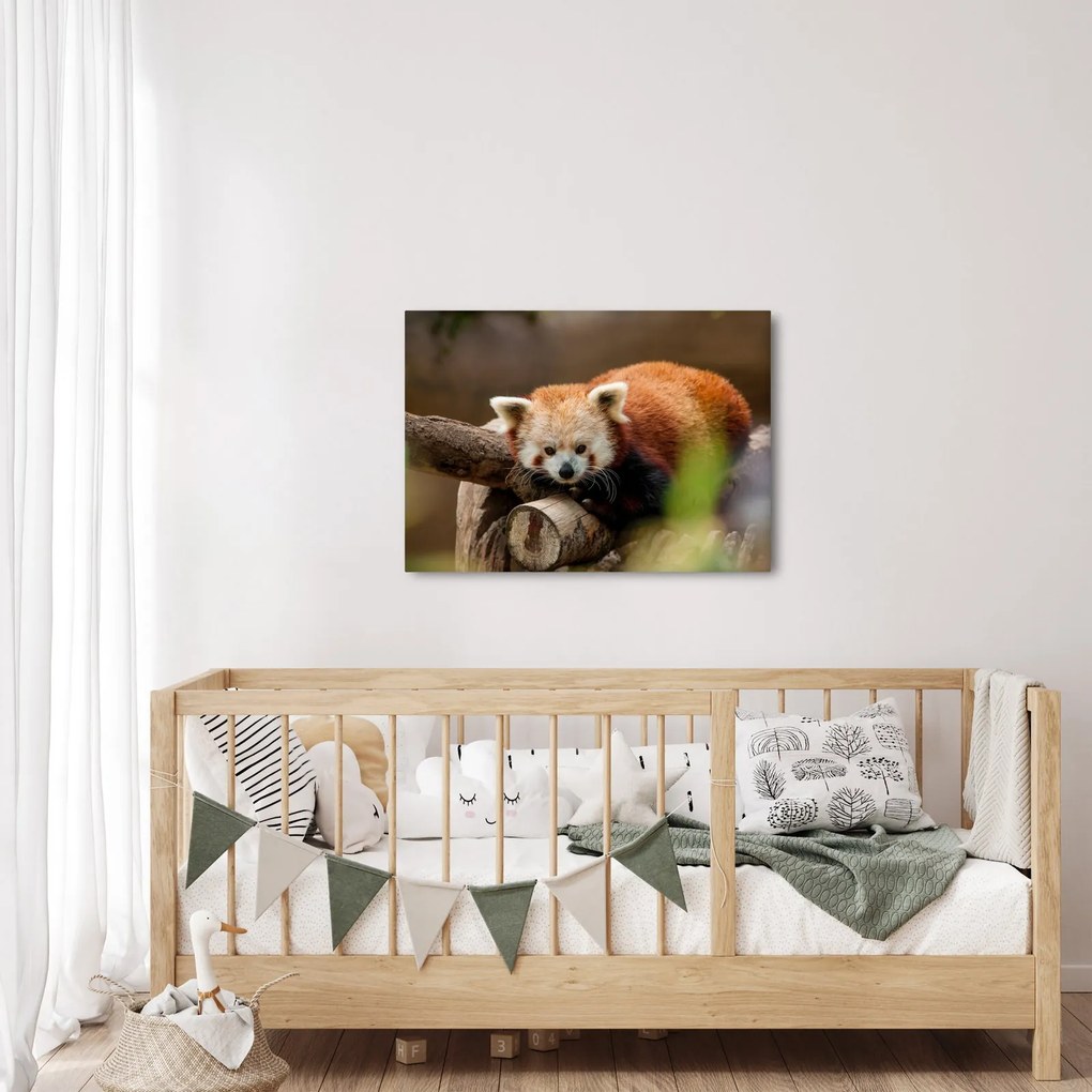 Vörös panda képe (70x50 cm)