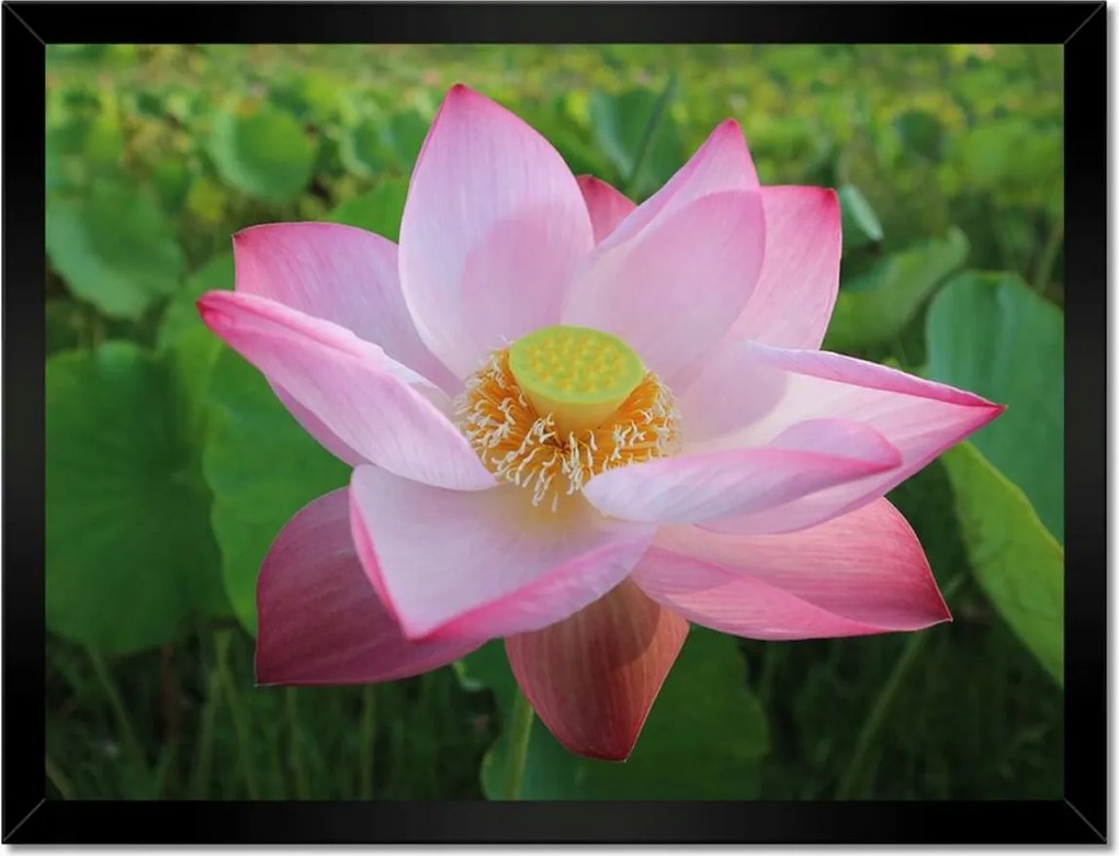 Poszterek keretben 40x30 Lótuszvirág