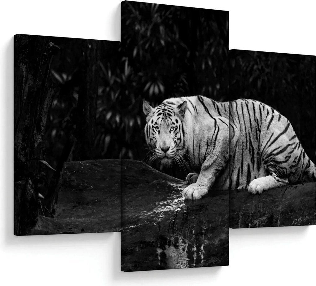Kép - albínó tigris, fekete-fehér (90x60 cm)