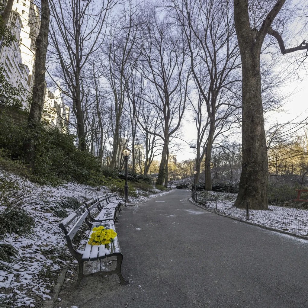 Poszter 90x90cm Sárga virágcsokor a park padján, Assaf Frank