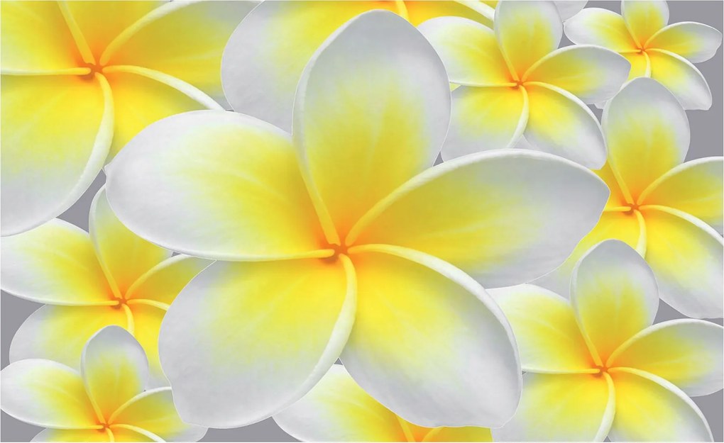 Fotótapéta Plumeria finom szirmok vinil 416x254 trópusi akcentus +ragasztó