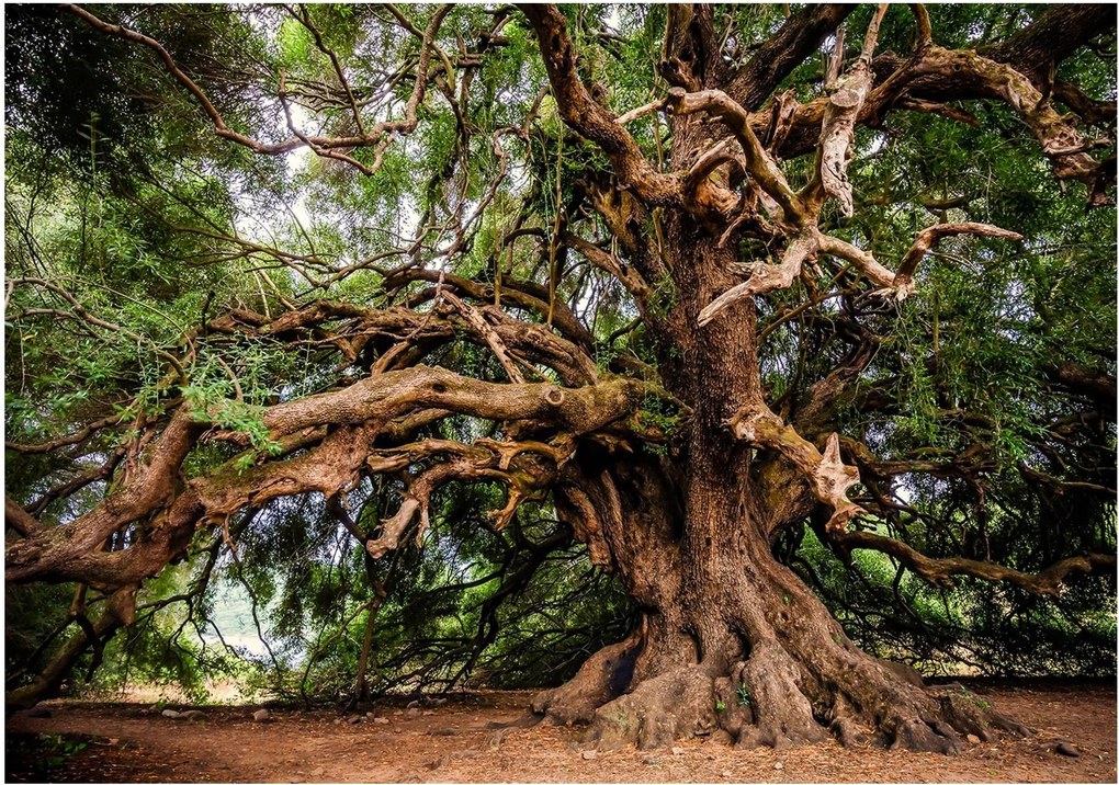 Fotótapéta fotótapéta erdő gyönyörű fa 312 x 219