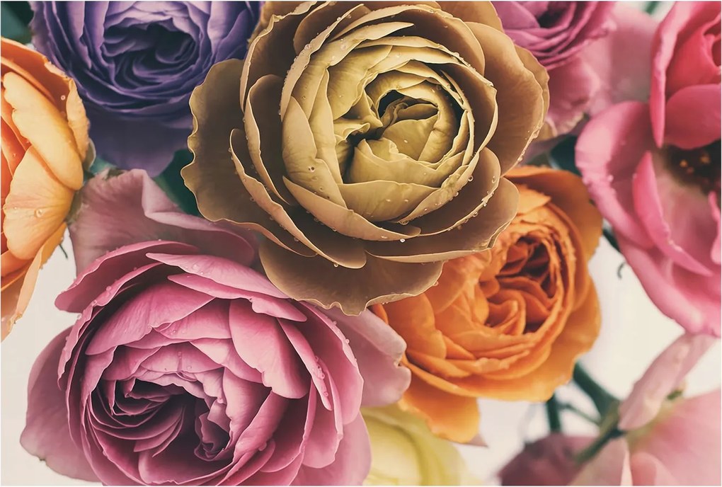 Flizelin tapéta Flizelin Fali Prémium Színes rózsák 104x70 Ragasztó