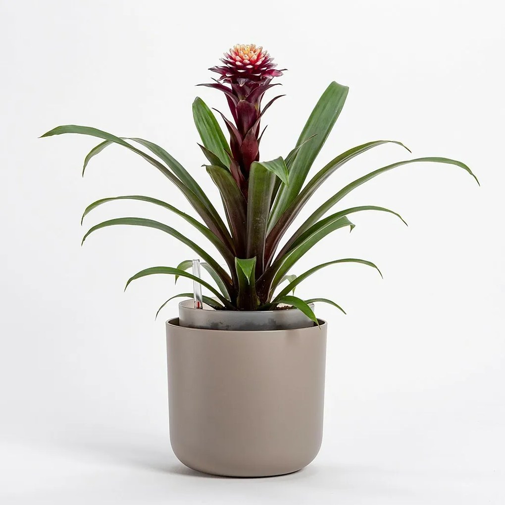 Plastia Tolita önöntöző virágtartó, barna, átmérő: 19 cm, 19 cm átmérőjű