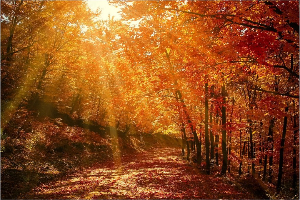Őszi erdő képe (90x60 cm)
