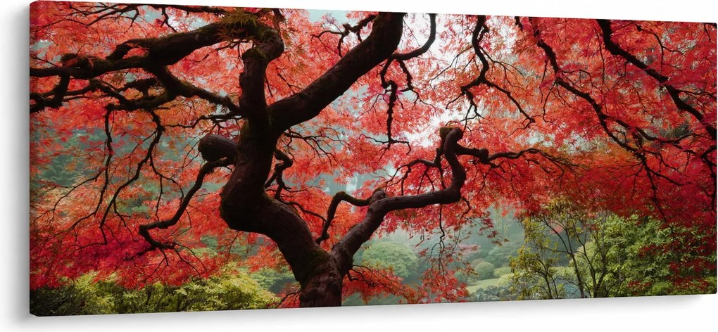 Red Japanese Maple, Portland, Oregon képe (120x50 cm)