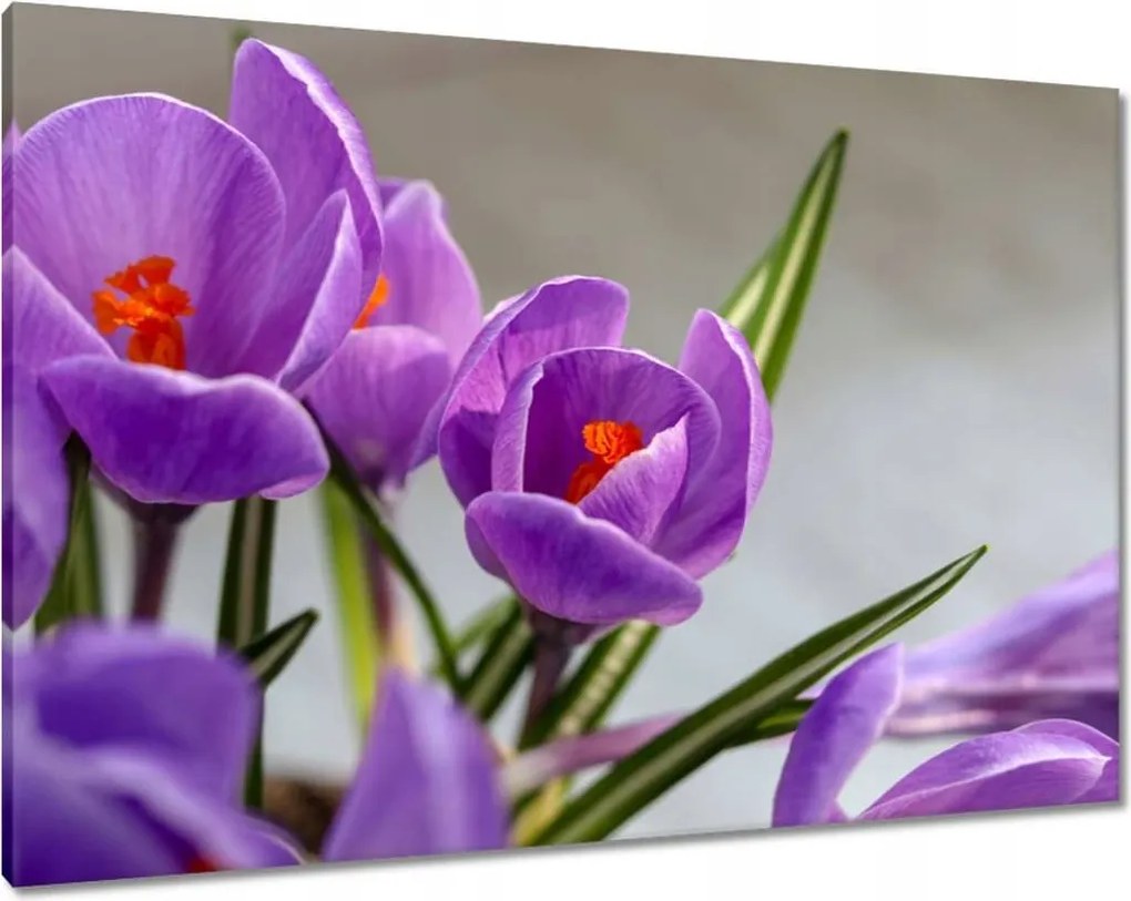 Vászonkép 100x70 Krokus Virágok