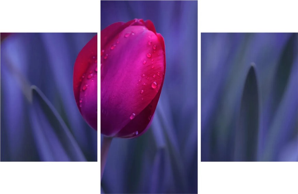 Tulipán bimbó képe (90x60 cm)