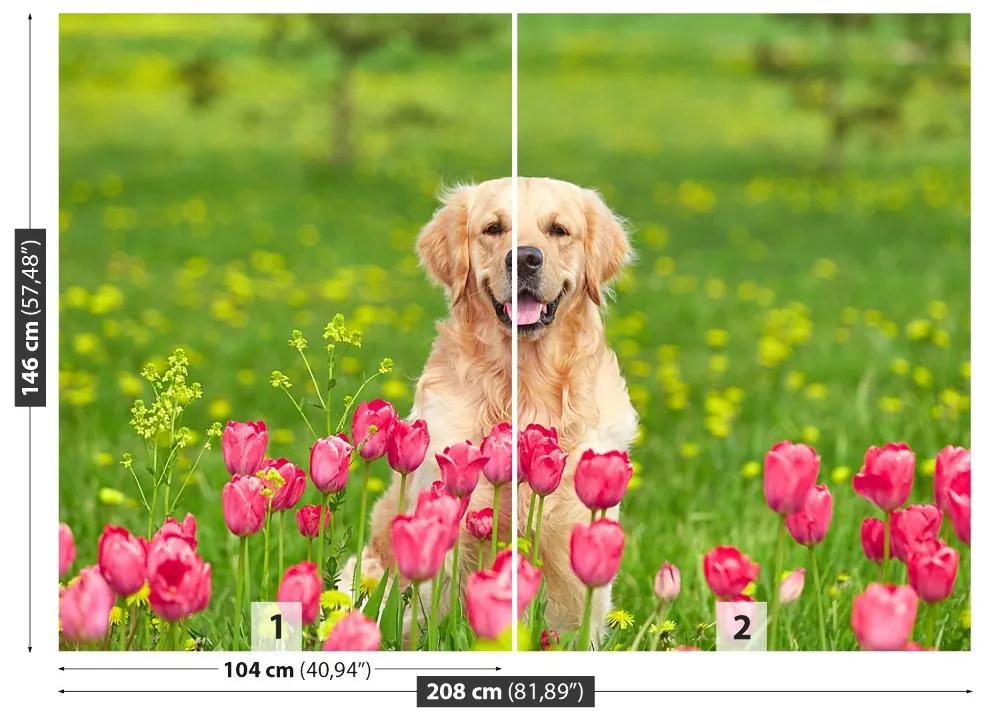 Fotótapéta kutya tulipánok 104x70 cm