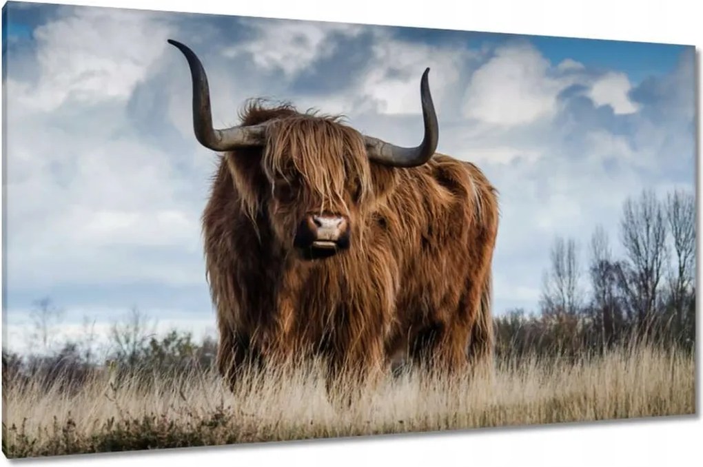 Vászonkép 120x70 Skót tehén