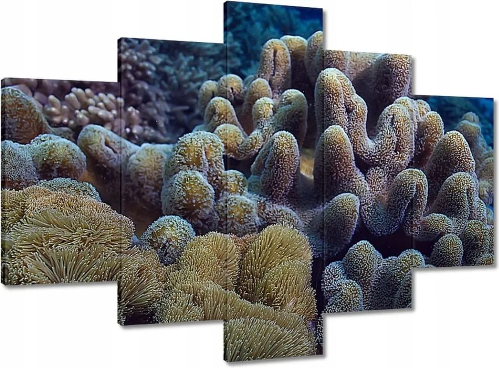 Festmények 150x105 Sárga korallzátony