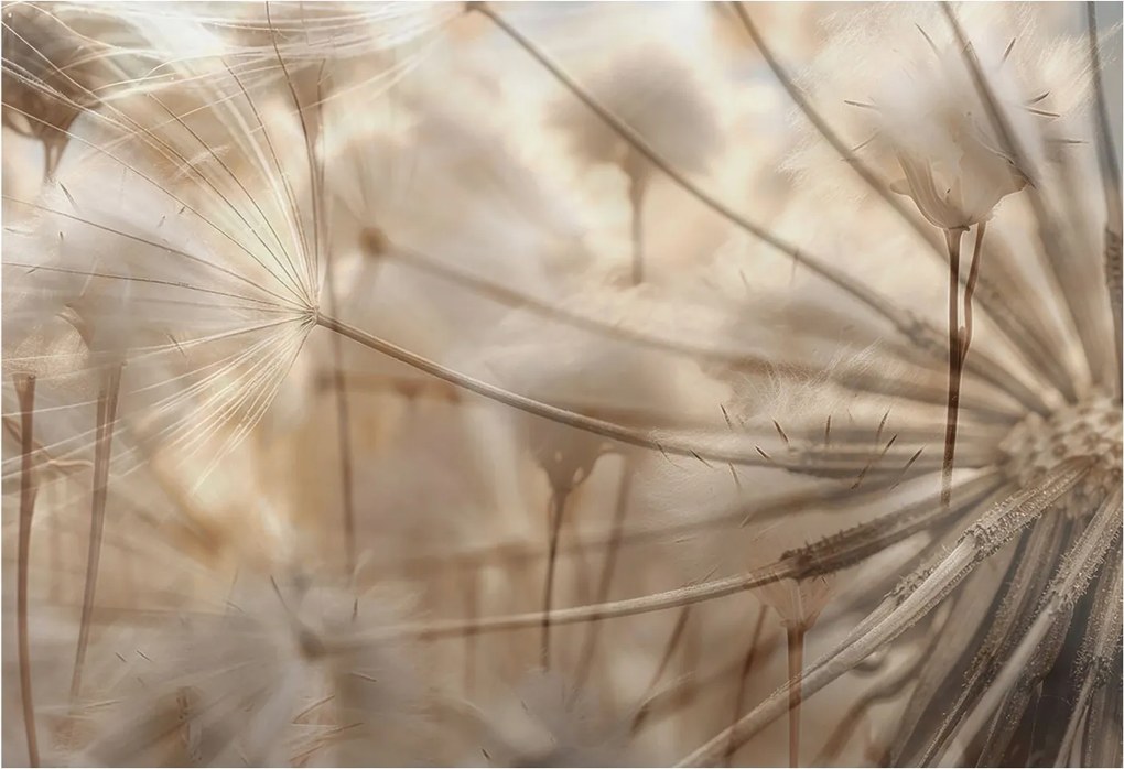 Dekoratív fotótapéta Hálószobába Finom pitypangok 152x104