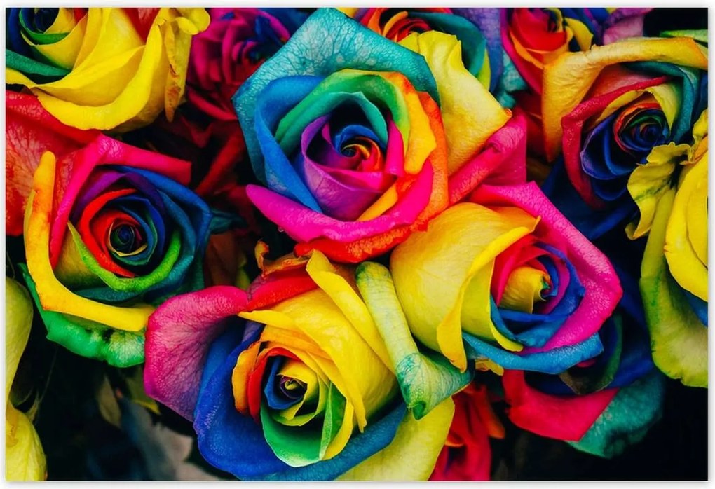 Poszterek 200x135 Színes rózsák Virágok