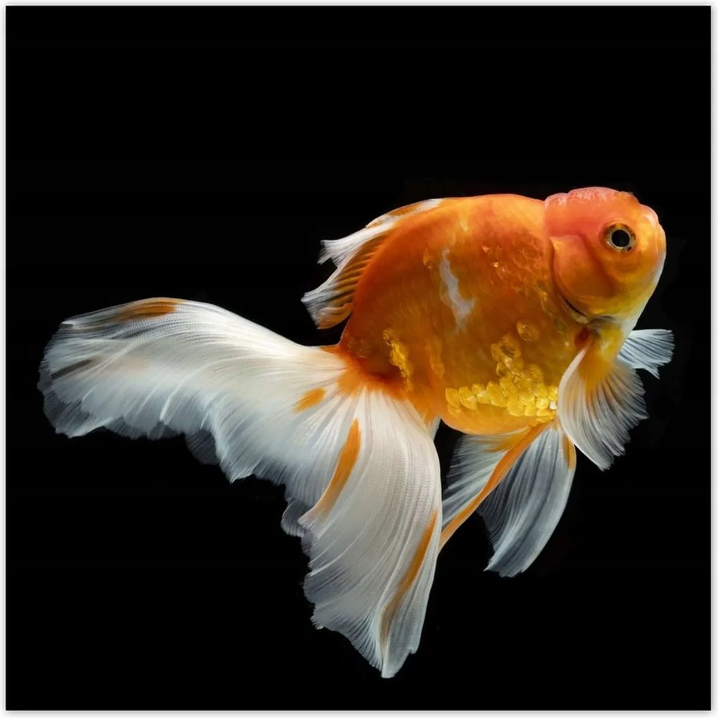 Poszterek 100x100 Gyönyörű aranyhal fátyol