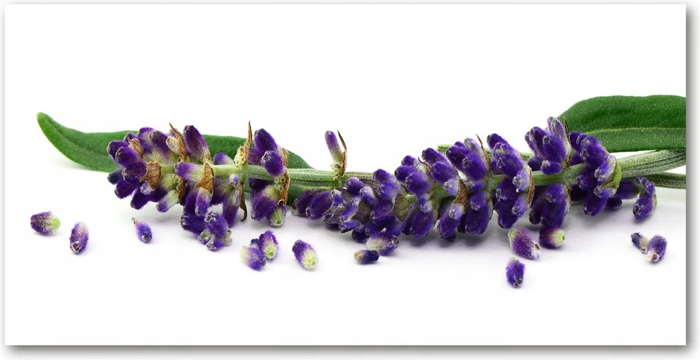 Fotótapéta falra edzett üveg Levendula 140x70