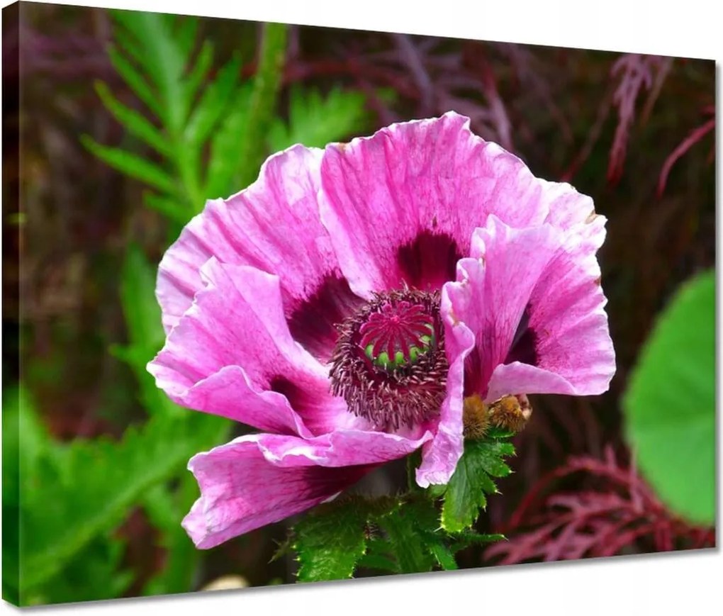 Vászonkép 40x30 Lila virág