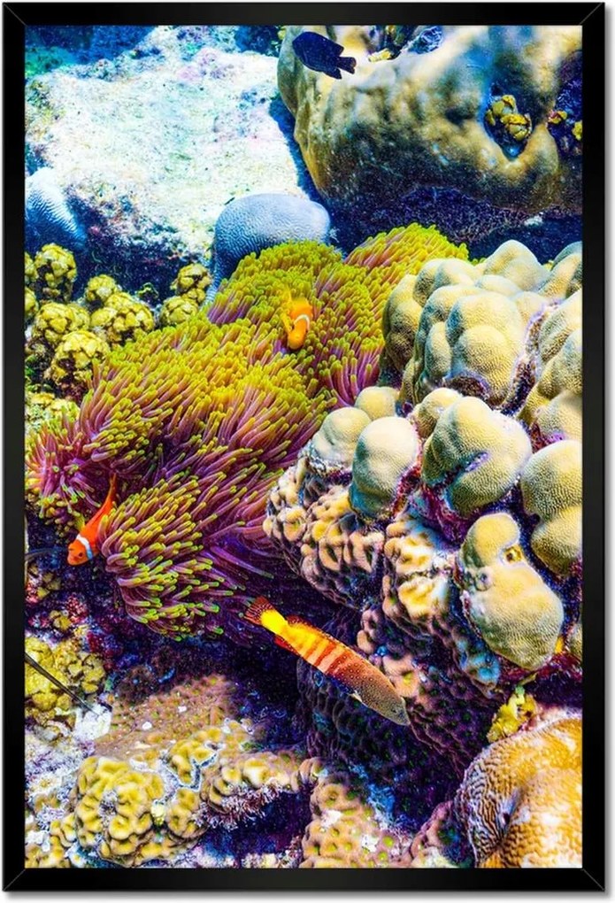 Poszterek keretben 40x60 Csodálatos víz alatti világ
