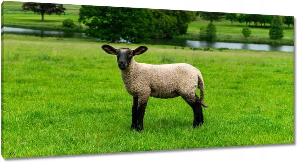 Vászonkép 115x55 Juh legeltetés Bárányok