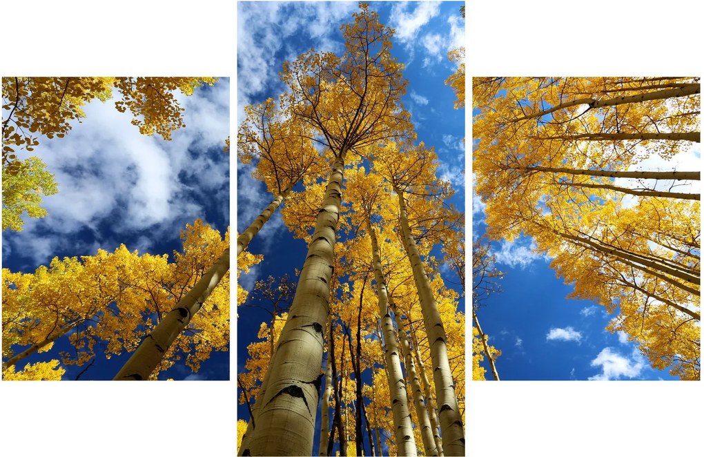 Kép - Aspen (90x60 cm)