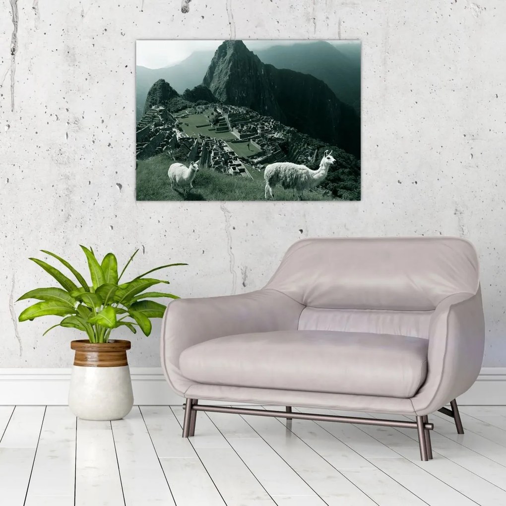 Üveg kép - Lámák a perui Machu Picchunál (70x50 cm)