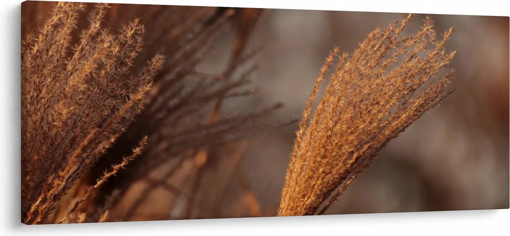 Kép - Cortaderia (120x50 cm)