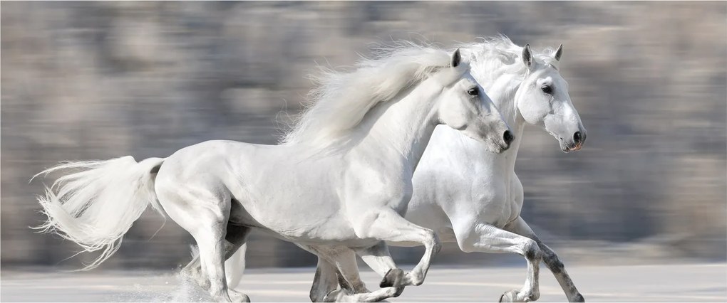 Kép - Fehér lovak télen (120x50 cm)