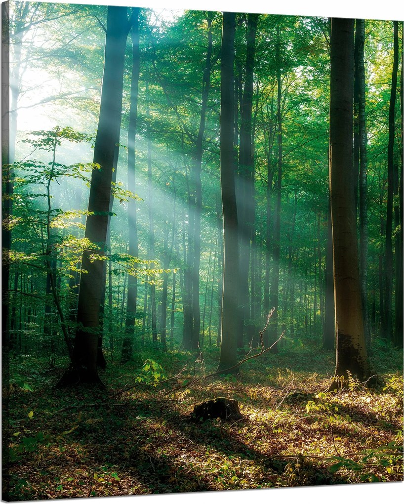 Vászonkép Erdő Fák Nap sugarai 80x100 cm