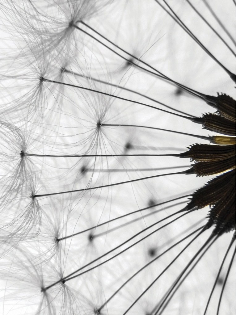 Fotótapéta Pitypang Könnyűség Nyugalom Harmónia Elegancia 206x275 +ragasztó