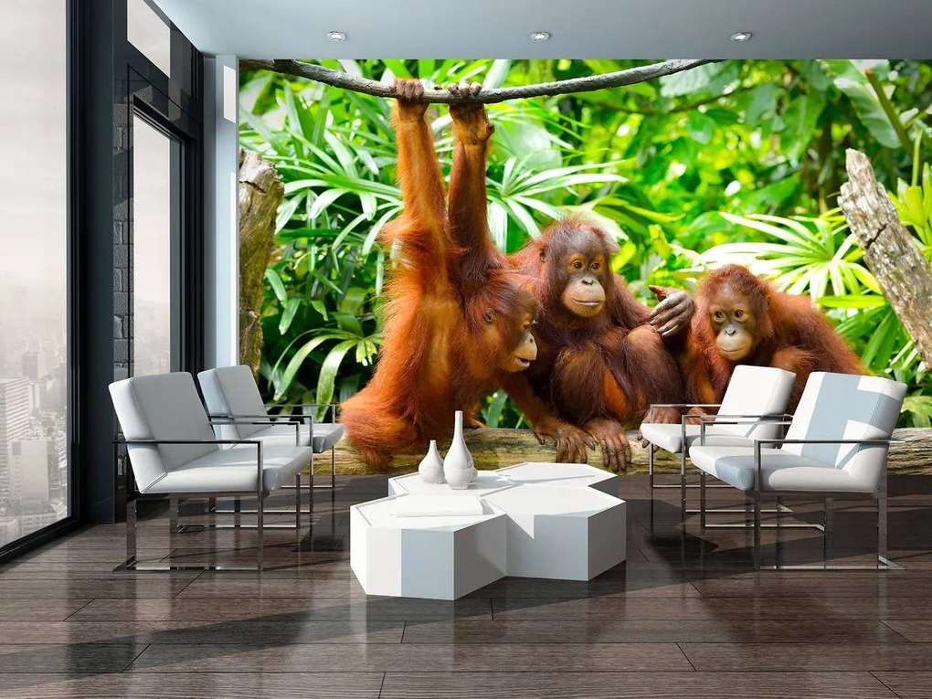 Fotótapéta - Orangután a dzsungelben (152,5x104 cm)