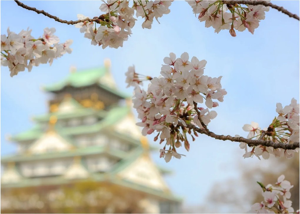 Kép - Sakura (70x50 cm)